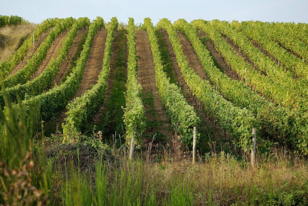 Loire Vineyards